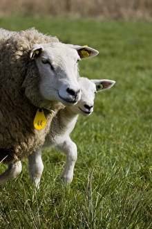 Texel Sheep Prints: Schaap, sheep