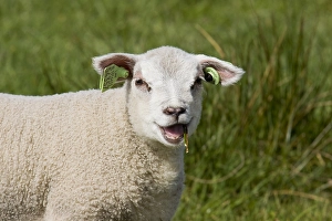 Texel Sheep Prints: Schaap, sheep