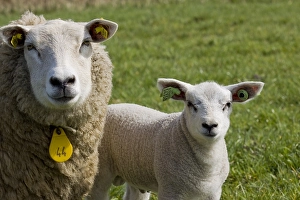 Texel Sheep Prints: Schaap, sheep
