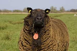 Farm Animal Pictures Prints: Schaap, sheep