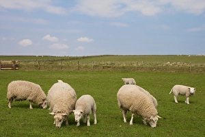 Texel Sheep Prints: Schaap, Sheep