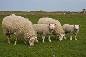European Farmland Prints: Schaap, Sheep