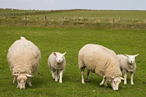 Texel Sheep Prints: Schaap, Sheep