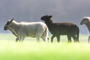 Mammal Wildlife Photos Prints: Schaap, Sheep