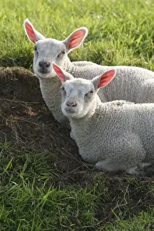 Mammal Wildlife Photos Prints: Schaap, Sheep