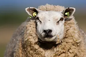 Schaap, Sheep Schaap Print