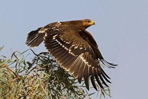 Lesser Spotted Eagle Prints: Schreeuwarend, Lesser Spotted Eagle, Aquila pomarina