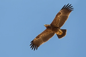 Print of a Juvenile Lesser Spotted Eagle in Flight