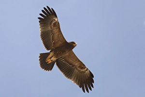 Lesser Spotted Eagle Prints: Schreeuwarend, Lesser Spotted Eagle, Aquila pomarina