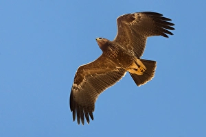 Lesser Spotted Eagle Prints: Schreeuwarend, Lesser Spotted Eagle, Aquila pomarina