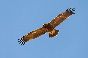 Lesser Spotted Eagle Prints: Schreeuwarend, Lesser Spotted Eagle, Aquila pomarina