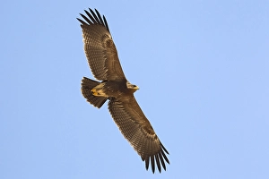 Lesser Spotted Eagle Prints: Schreeuwarend, Lesser Spotted Eagle, Aquila pomarina
