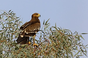 Lesser Spotted Eagle Prints: Schreeuwarend, Lesser Spotted Eagle, Aquila pomarina