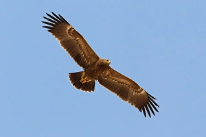 Lesser Spotted Eagle Prints: Schreeuwarend, Lesser Spotted Eagle, Aquila pomarina