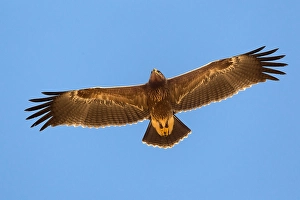 Lesser Spotted Eagle Prints: Schreeuwarend, Lesser Spotted Eagle, Aquila pomarina