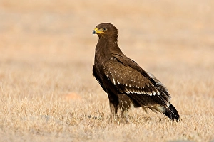 Lesser Spotted Eagle Prints: Schreeuwarend, Lesser Spotted Eagle, Aquila pomarina
