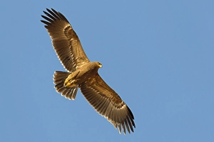 Lesser Spotted Eagle Prints: Schreeuwarend, Lesser Spotted Eagle, Aquila pomarina