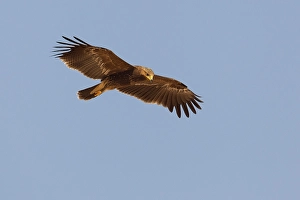Lesser Spotted Eagle Prints: Schreeuwarend, Lesser Spotted Eagle, Aquila pomarina
