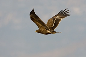 Lesser Spotted Eagle Prints: Schreeuwarend, Lesser Spotted Eagle, Aquila pomarina