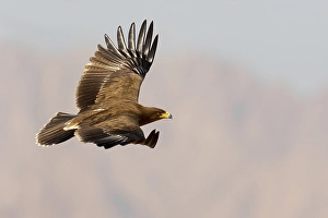 Lesser Spotted Eagle Prints: Schreeuwarend, Lesser Spotted Eagle, Aquila pomarina