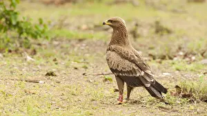 Lesser Spotted Eagle Prints: Schreeuwarend, Lesser Spotted Eagle, Aquila pomarina