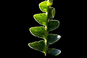 Schubvaren Print, Rusty Back Asplenium ceterach