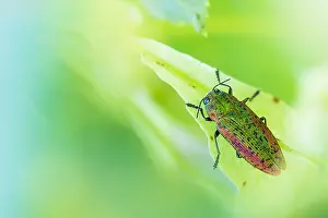 Macro Beetle Photography Prints: Scintillatrix rutilans