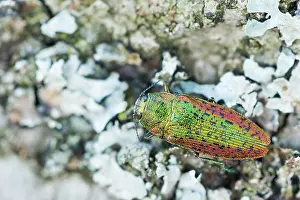 Scintillatrix rutilans Print - Large Green Jewel Beetle Image