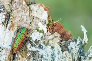 Macro Beetle Photography Prints: Scintillatrix rutilans