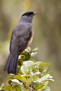 Peru Bird Species Prints: Sclater-cotinga, Bay-vented Cotinga, Doliornis sclateri