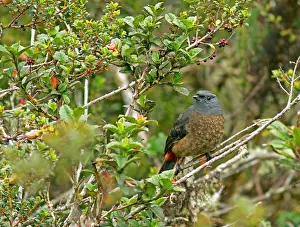 South America Bird Prints: Sclater-cotinga, Bay-vented Cotinga, Doliornis sclateri
