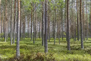 Finnish Nature Scenes Prints: Scots PInes