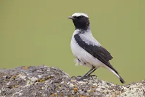 Daytime Bird Photography Prints: Seebohm's Wheatear