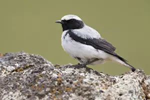 African Wildlife Birds Prints: Seebohm's Wheatear