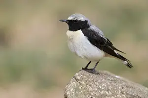 Nature Wildlife Photos Prints: Seebohm's Wheatear