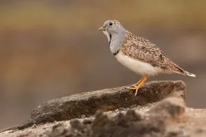 Tropical Birds Prints: Least Seedsnipe