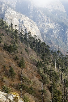 Pine Forest Scenery Prints: Sela Pass, Sela Pass