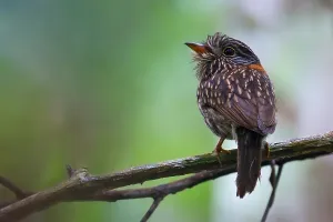South American Bird Life Prints: Semicollared Puffbird