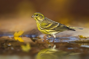 Natural Environment Images Europe Prints: Serin, Serinus serinus
