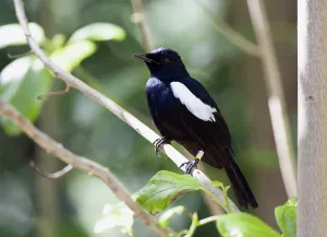 Protected Natural Environment Prints: Seychelles Magpie-Robin, Copsychus sechellarum