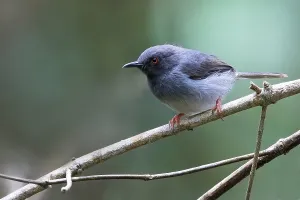 African Wildlife Photo Prints: Sharpe's Apalis, Apalis sharpii