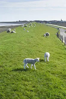 Texel Sheep Prints: Sheep at Texel