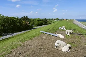 Texel Sheep Prints: Sheep at Texel