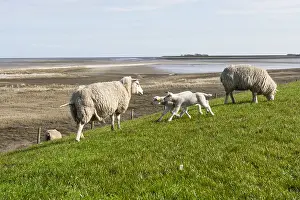 Texel Sheep Prints: Sheep at Texel