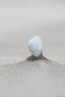 Coastal Nature Scene Prints: Shell on beach of Terschelling