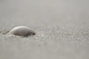European Seashells Prints: Empty shell of a Common Cockle