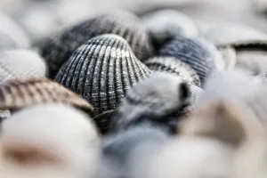 European Seashells Prints: Empty shell of a Common Cockle