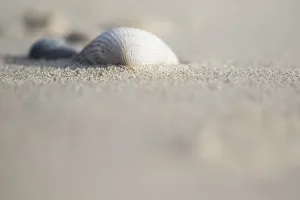 European Seashells Prints: Empty shell of a Common Cockle