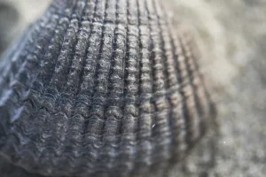 North Sea Coast Wildlife Prints: Empty shell of a Common Cockle
