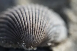 European Seashells Prints: Empty shell of a Common Cockle